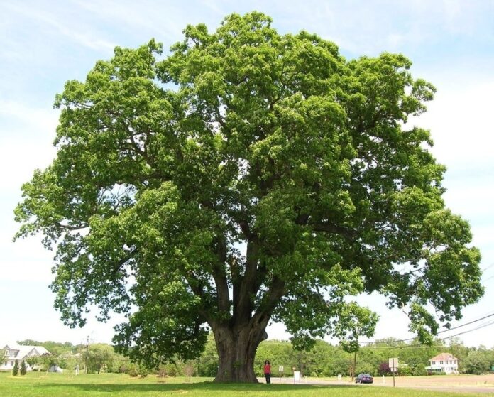 tree backyard